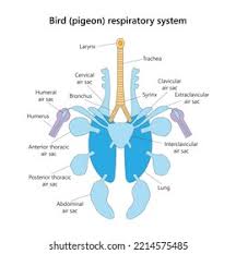 respiratory system of pigeon similar to the dodo